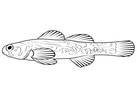 Snail Darter (Percina Tanasi) Coloring Page